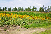 Blocker Girls & sunflowers